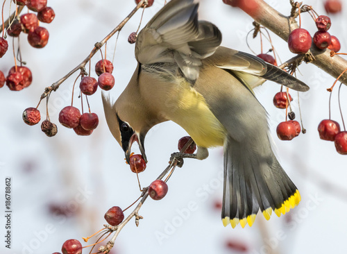 Cedar waxwing (Bombycilla cedrorum) feeding on crabapples, Ames, Iowa, USA. photo