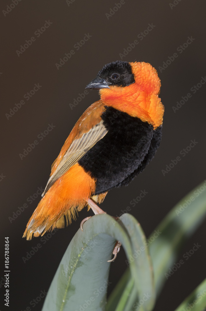 Male northern red bishop or orange bishop weaver (Euplectes franciscanus), captive (native to southern Africa).
