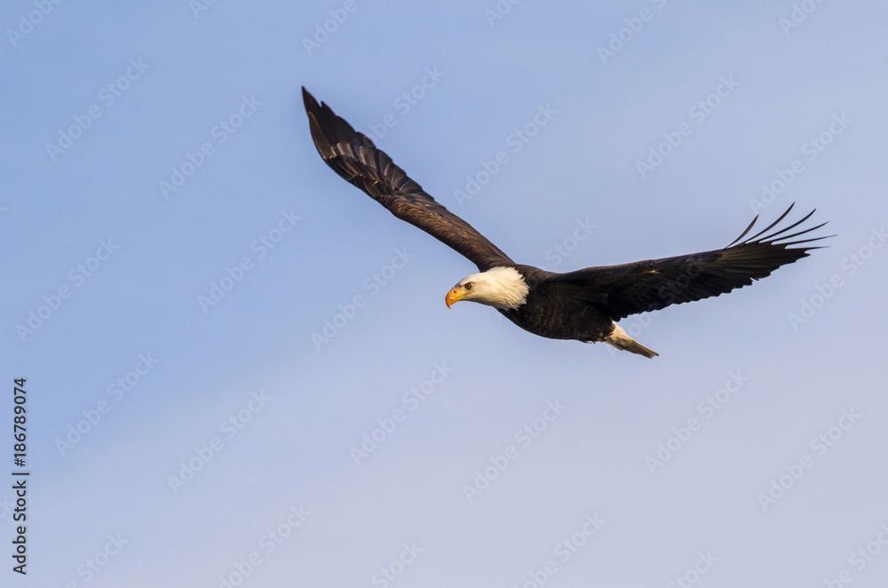 Bald eagle (Haliaeetus albicilla) flying, Mississippi river, Iowa, USA Bald eagle (Haliaeetus albicilla) flying, Mississippi river, Iowa, USA