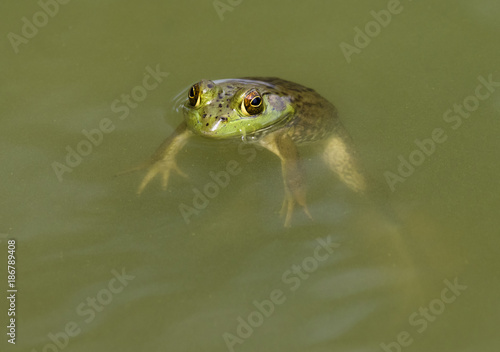 American billfrog (Lithobates catesbeianus) submerged in water in a forest lake, Ames, Iowa, USA