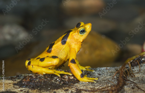 Endangered Panamanian Zetek's golden frog (Atelopus zeteki), captive (native to cloud forests of Panama, Central America).