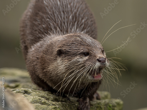 A wet otter on the water