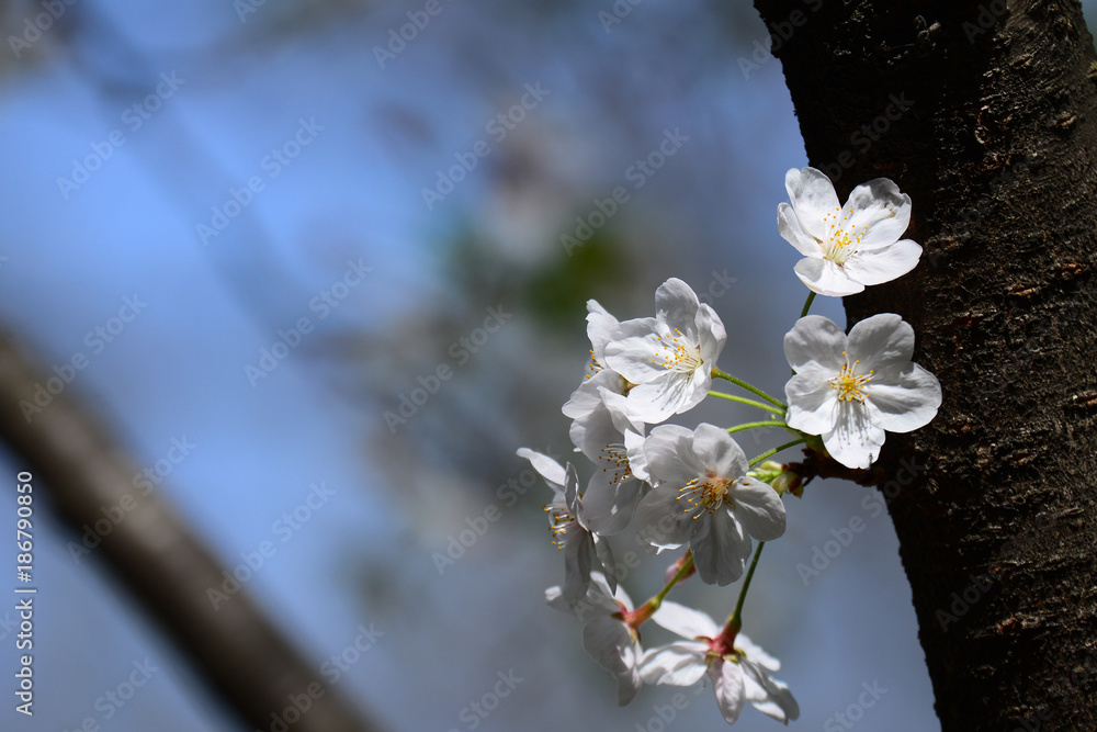 Obraz premium 光を浴びて輝く桜の花びら