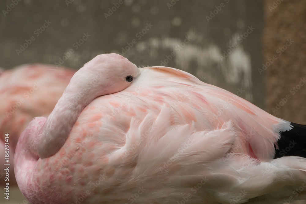 Fototapeta premium A beautiful flamingo with a soft background