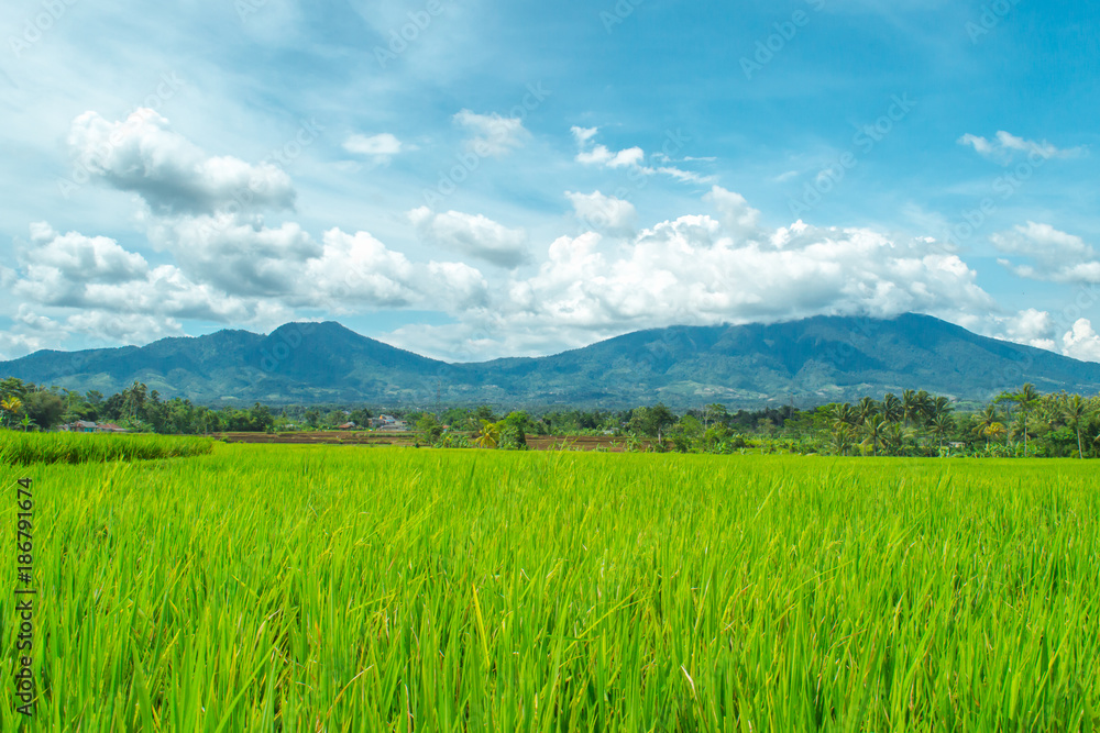 green rice field with mount halimun-salak on the background