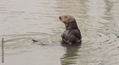California Sea Otters