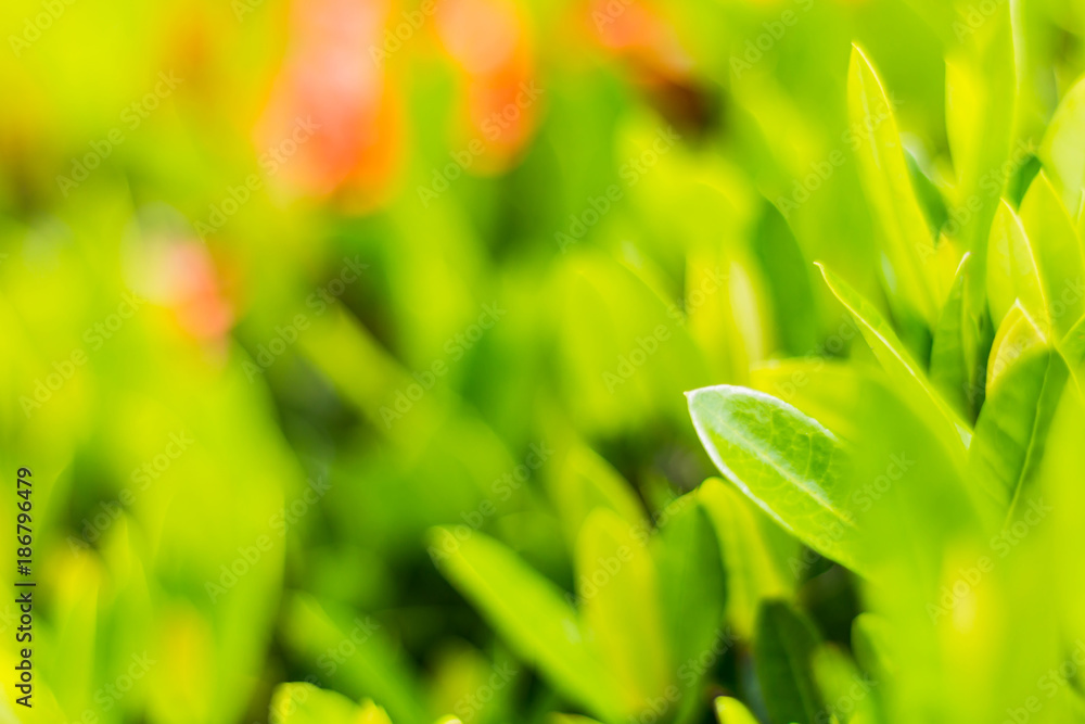 nature green plant closeup with beautiful sun light nature green plant closeup with beautiful sun light