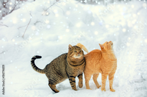 Fototapeta Naklejka Na Ścianę i Meble -  Two cats walk on snow during a snowfall