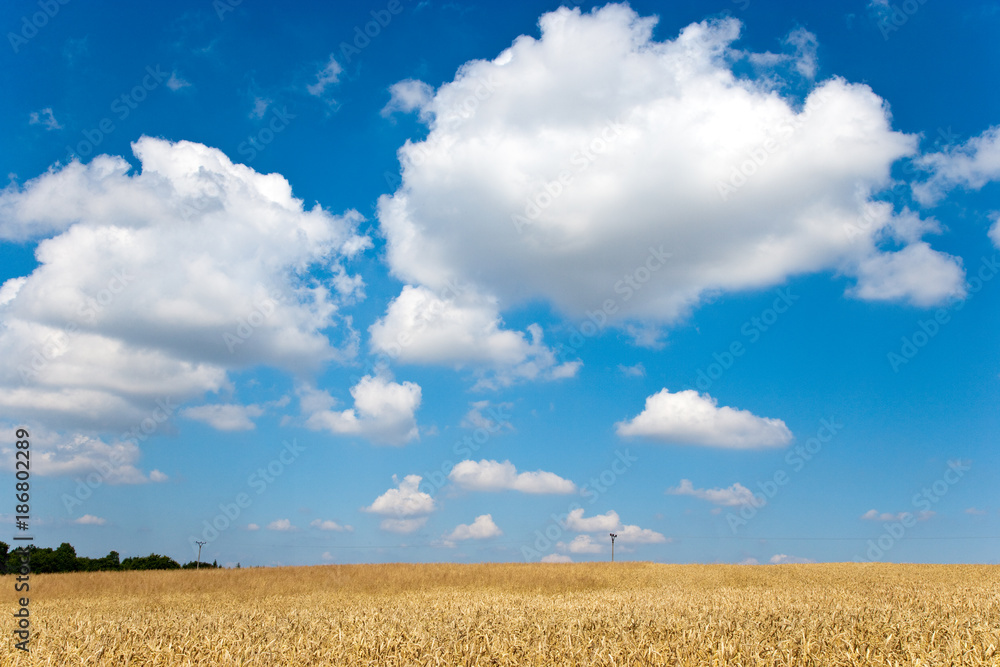 yellow corny field with blue sky and white clouds in the summer- czech agriculture - ecological farming and corn plant