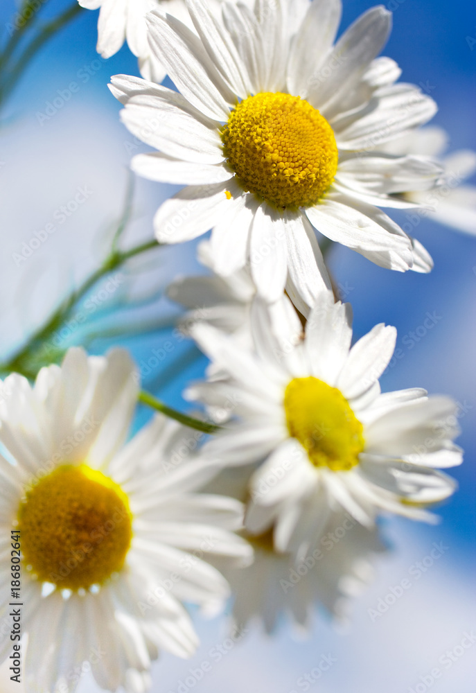 Fototapeta premium spring in garden and fields with wild flowers: white daisy against blue sky - matricaria perforata / Scentless Mayweed