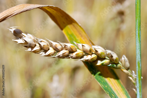 yellow corny field with blue sky and white clouds in the summer - czech agriculture - ecological farming and corn plant photo