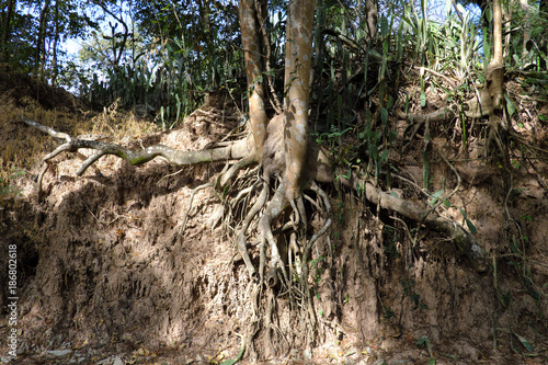 Tree with twisted roots.