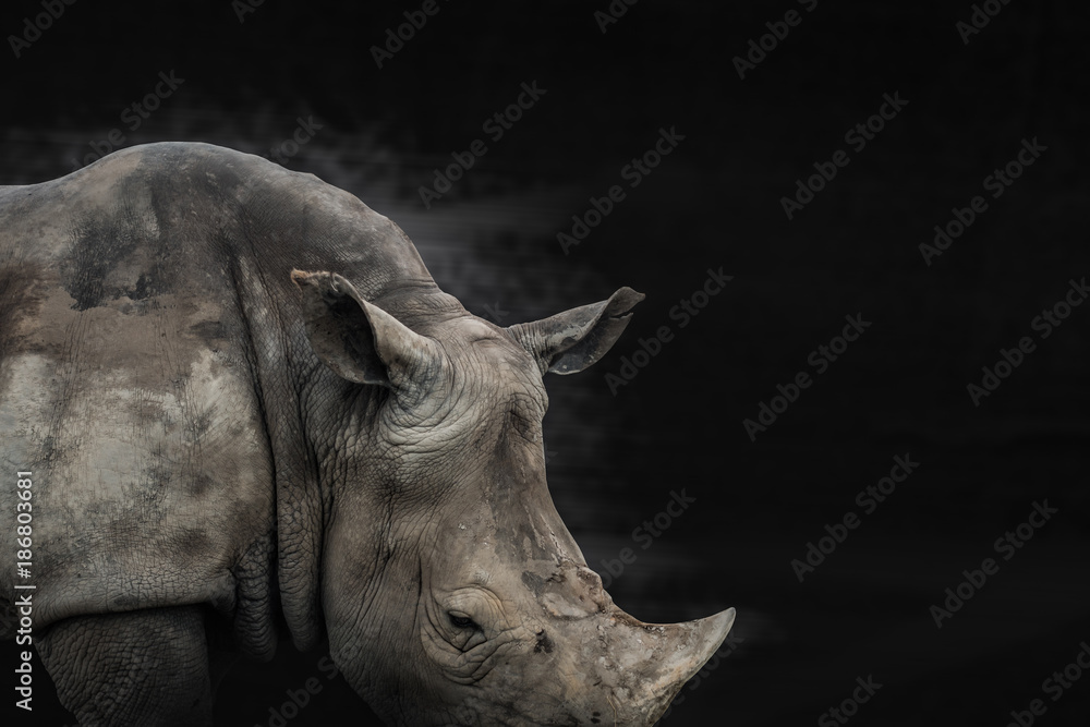 Naklejka premium rhino animal black and white background, can use as poster or conservation concept