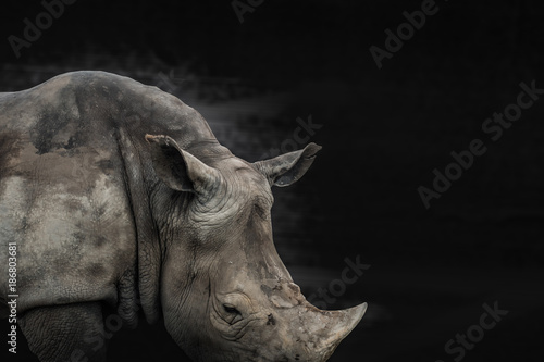 rhino animal black and white background, can use as poster or conservation concept © FrameAngel