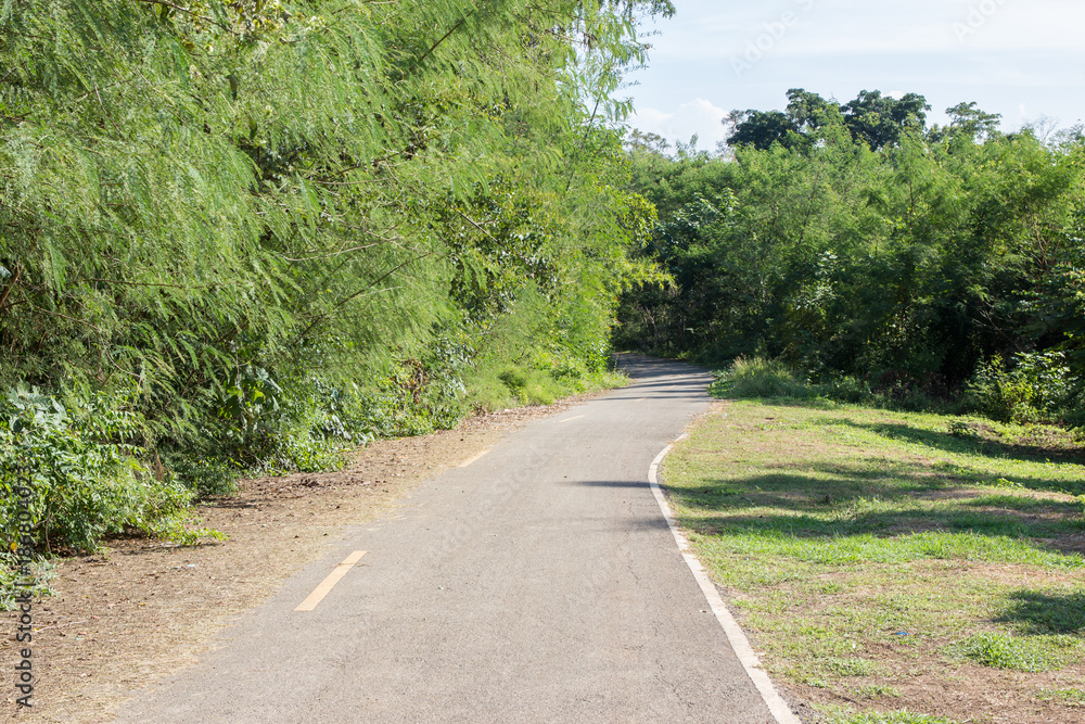 country road into forest