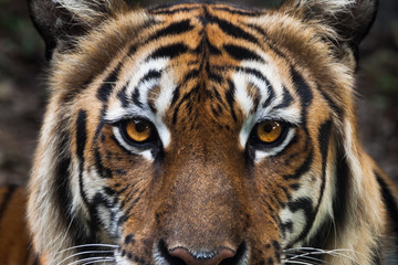 Fotobehang Tijger Tijgergezicht met intense blik  © FrameAngel