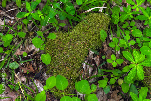 Moss lichen in on stone photo