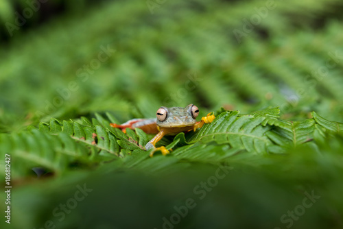 Rhacophorus bipunctatus (Double-spotted Tree frog, Orange-webbed Tree Frog, Twin-spotted Tree Frog). Tree Frog on Large Palm Leaf at tropical rainforests in North Thailand