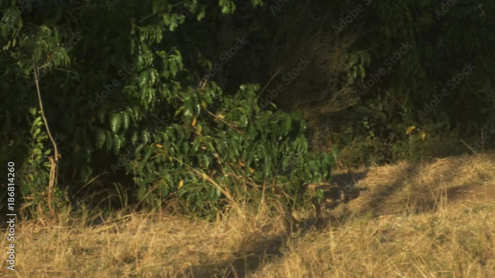tracking shot of an adult leopard walking into undergrowth vegetation at masai mara game reserve, kenya tracking shot of an adult leopard walking into undergrowth vegetation at masai mara game reserve, kenya