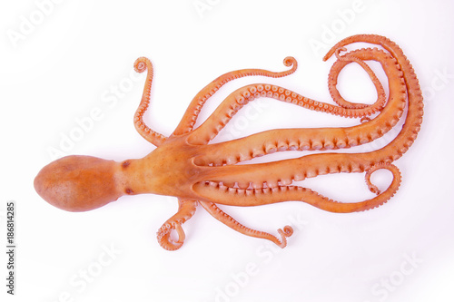 Octopus on a white background