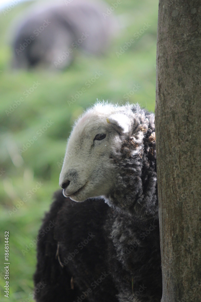 Herdwick sheep, Dorset