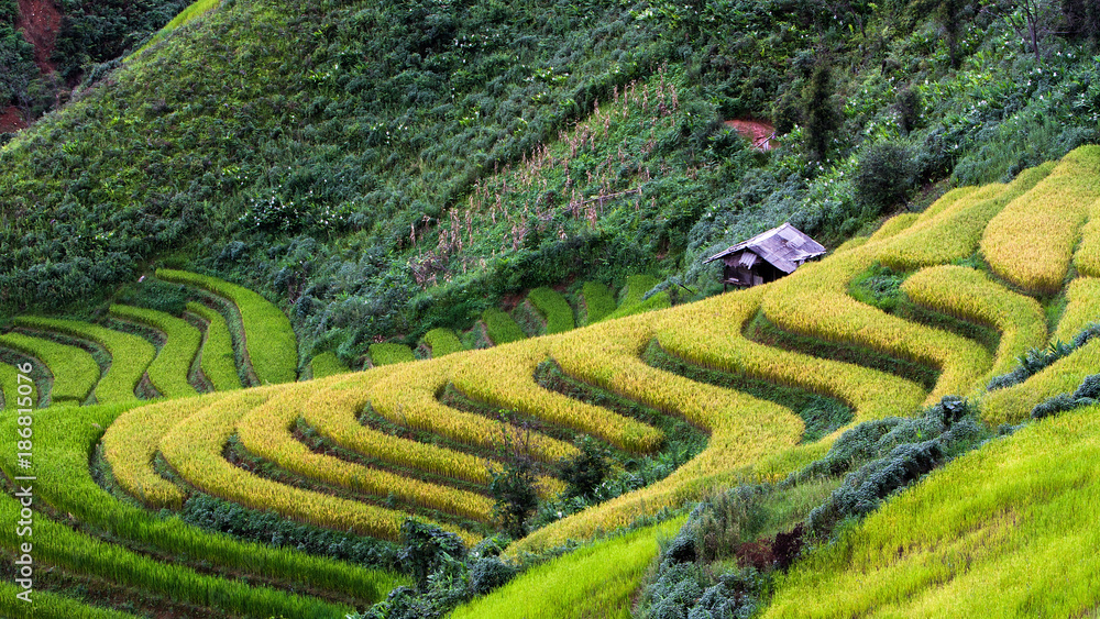Rice fields on terraced of Ta Xua ,Son La , Vietnam