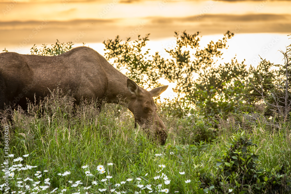 Obraz premium Moose sunset