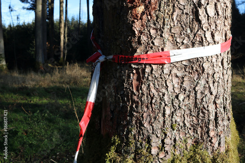 Baum mit Abspreeband im Wald photo