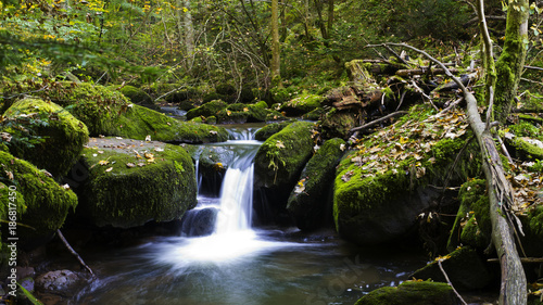 Fluss im Wald