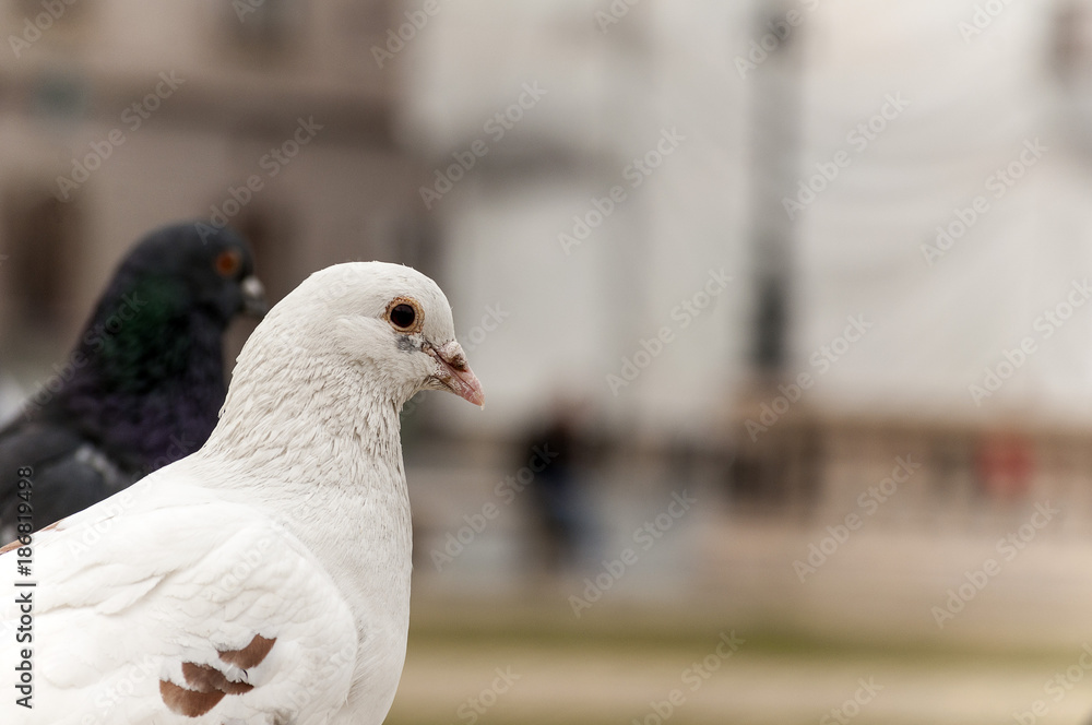 Obraz premium Close-up on a pigeon. City bird.