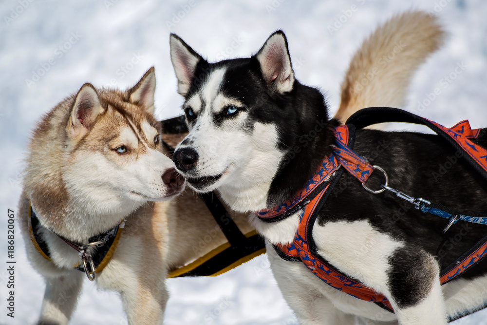 Dog Talk. Beringia, Kamchatka Dog Talk. Beringia, Kamchatka