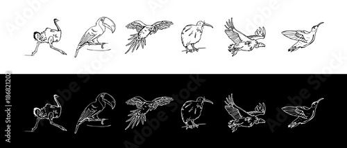 Hand-drawn pencil graphics, birds set