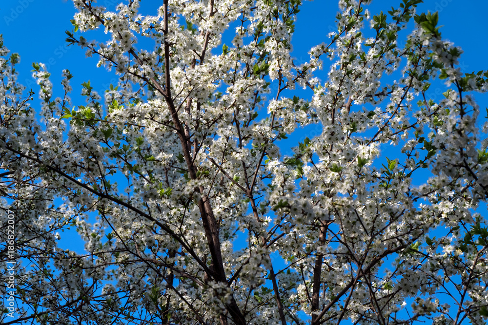 White blossoming apple-tree against the blue sky.