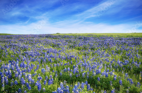 Texas Bluebonnet field blooming in the spring. Blue sky with clouds.