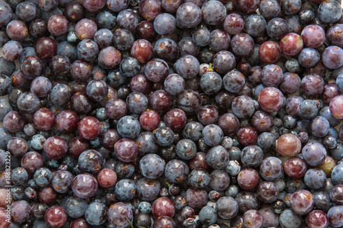 picked stemmed fresh concord grapes background