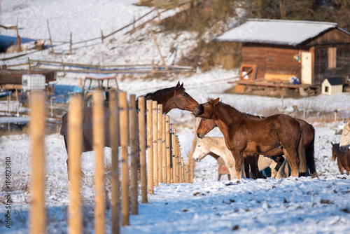 Beautiful horses in winter. © chphotography85