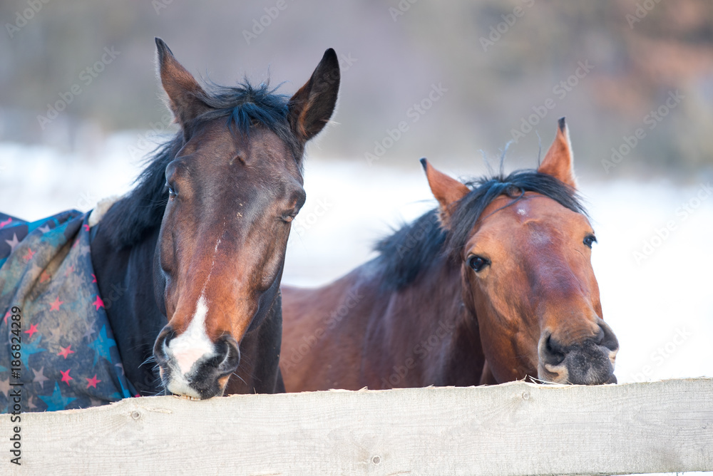 Fototapeta premium Two beautiful horses.