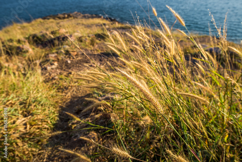 Grass Field on the mountain in front of the sea with soft sunlight  Khao Leam Ya National Park at Rayong of Thailand