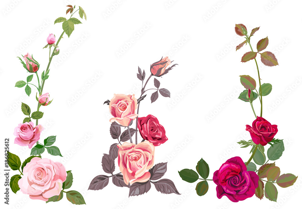 Collection of pink, red roses, horizontal border of vertical branches, bouquets of flowers, buds, green stems, leaves on white background, digital draw illustration, watercolor style, vintage, vector