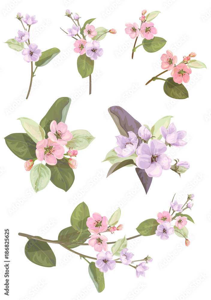 Collection of apple, (cherry, sakura, plum) pink, mauve flowers, spring blossom (bloom). Florets, branches, buds, green leaves on white background. Digital draw in watercolor style, vector - obrazy, fototapety, plakaty 