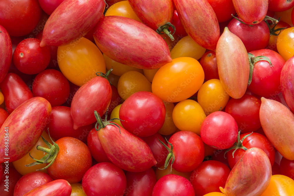 Mixed multi colored tomato background Mixed multi colored tomato background
