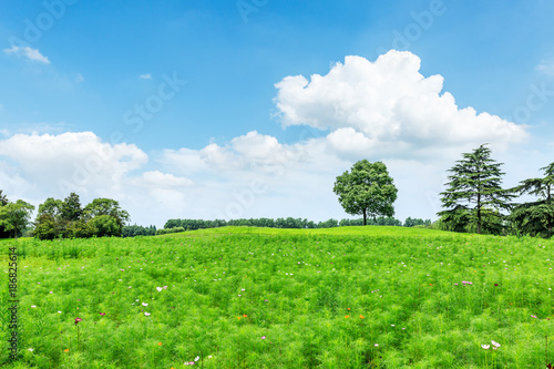 green meadow and trees landscape in the nature park,beautiful summer season