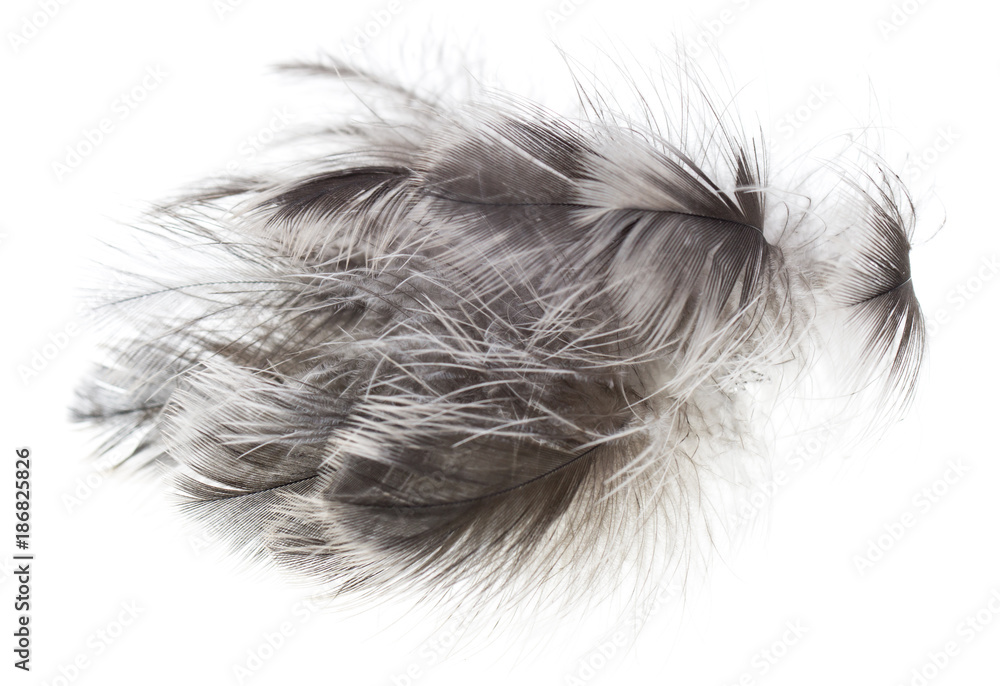 gray feathers on a white background gray feathers on a white background
