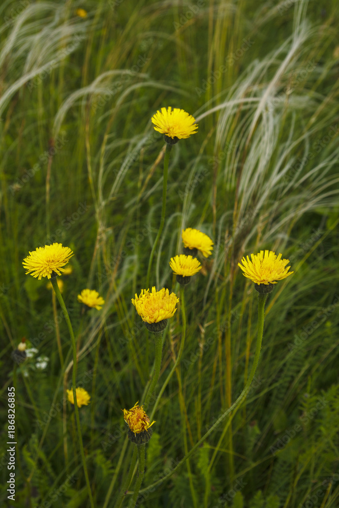 Yellow flowers in a meadow with growing feather grass