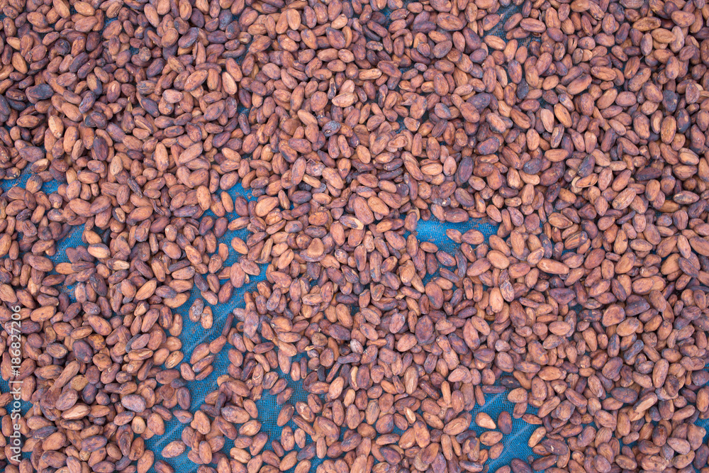 Cacao beans drying in the sun on a bamboo mat Cacao beans drying in the sun on a bamboo mat