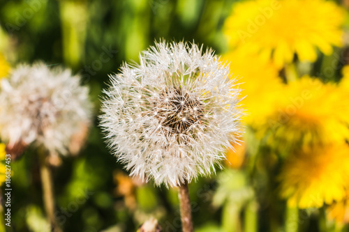 Dandelion flowers in green grass in a good day