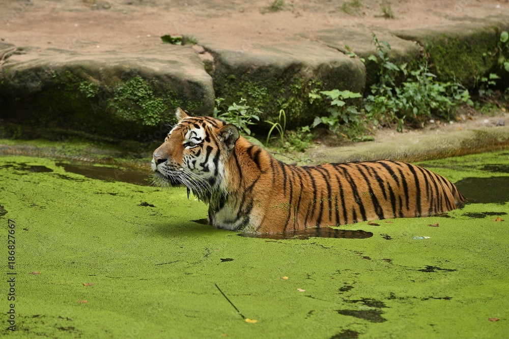 Siberian Tiger Panthera Tigris Altaica Swimming In The Water Directly siberian-tiger-panthera-tigris-altaica-swimming-in-the-water-directly