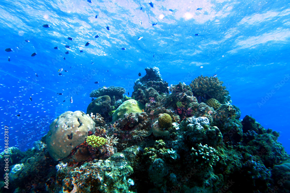 Fototapeta premium 海中写真