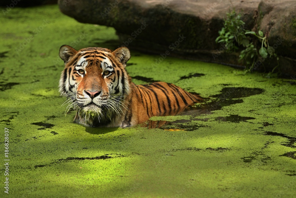 Fototapeta premium Siberian tiger, Panthera tigris altaica, swimming in the water directly in front of the photographer. Dangereous predator in action. Tiger in green taiga habitat. Beautiful wild animal in captivity.