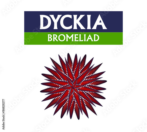 Dyckia isolated on white, Top view, vector design